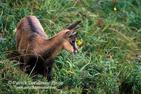 Chamois - Rupicapra rupicapra     11691