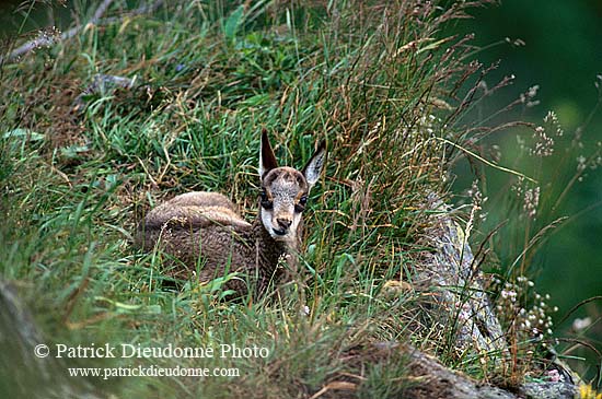 Chamois - Rupicapra rupicapra     11692