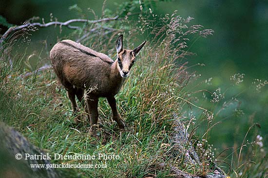 Chamois - Rupicapra rupicapra     11693