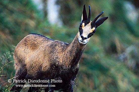 Chamois - Rupicapra rupicapra     11694