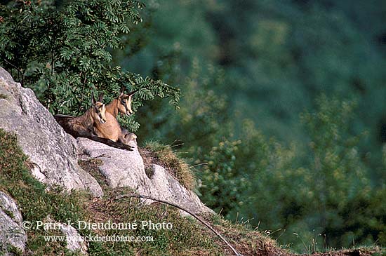 Chamois - Rupicapra rupicapra     11695