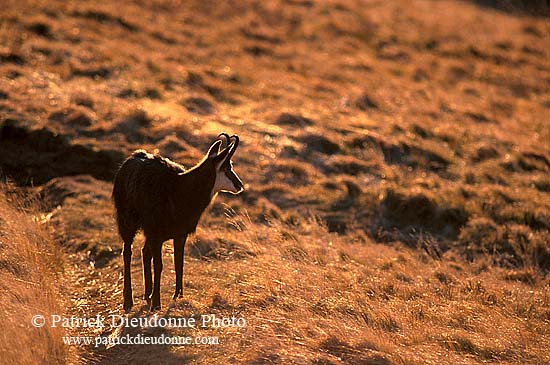 Chamois - Rupicapra rupicapra     11696