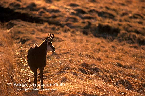 Chamois - Rupicapra rupicapra     11697