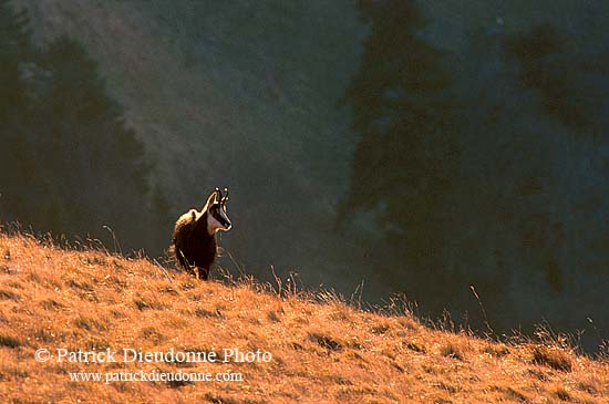 Chamois - Rupicapra rupicapra     11698