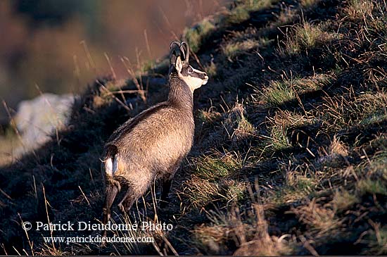 Chamois - Rupicapra rupicapra     11700