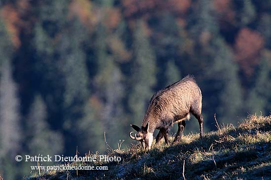 Chamois - Rupicapra rupicapra     11701