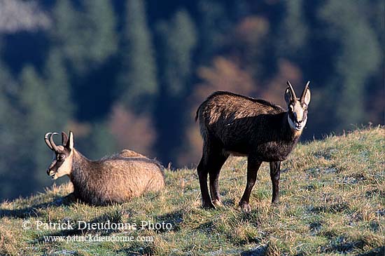 Chamois - Rupicapra rupicapra     11679