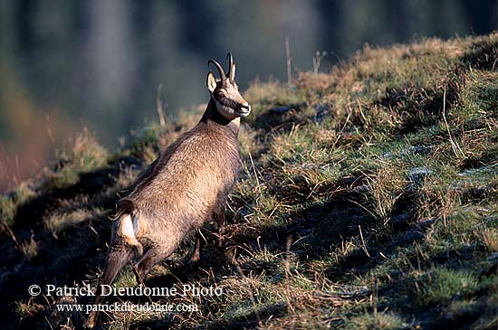 Chamois - Rupicapra rupicapra     11681