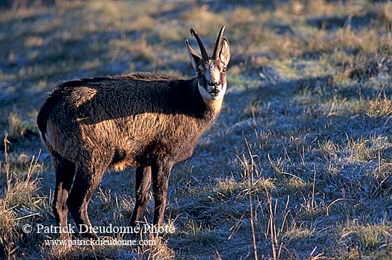 Chamois - Rupicapra rupicapra     11702