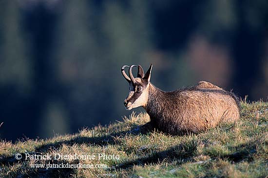 Chamois - Rupicapra rupicapra     11683