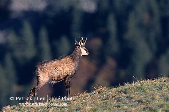 Chamois - Rupicapra rupicapra     11685