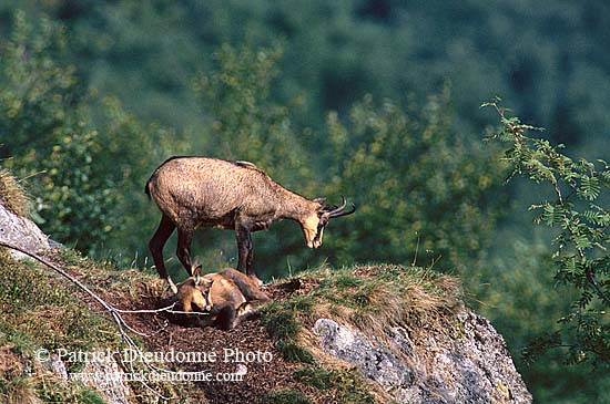 Chamois - Rupicapra rupicapra     11704