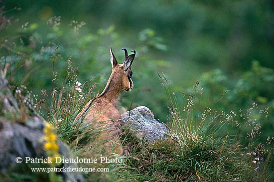 Chamois - Rupicapra rupicapra     11705