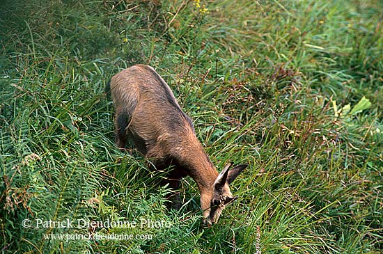 Chamois - Rupicapra rupicapra     11706