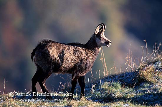 Chamois - Rupicapra rupicapra     12017