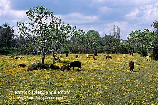 Greece, Lesvos: Sheep in fields - Lesbos: moutons  11407