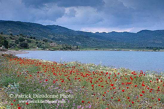 Greece, Lesvos: Blossoming poppies - Lesbos: coquelicots  11408