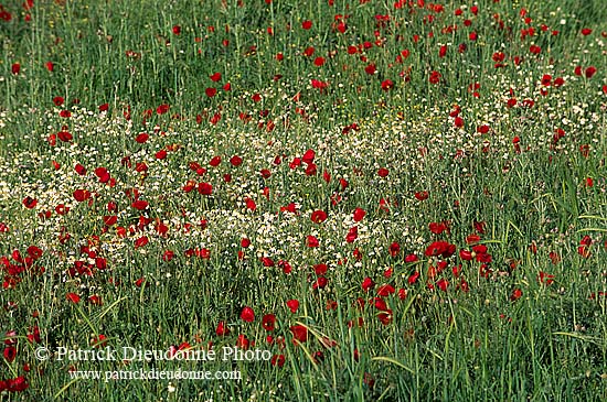 Greece, Lesvos: Blossoming poppies - Lesbos: coquelicots  11410