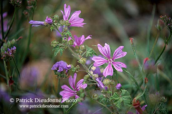 Greece, Lesvos: flowers  - Lesbos: fleurs  11412