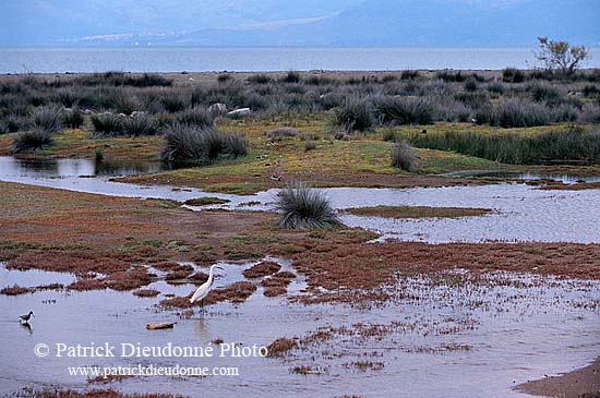 Greece, Lesvos: marshes near Skala Kalloni - Lesbos: marais   11