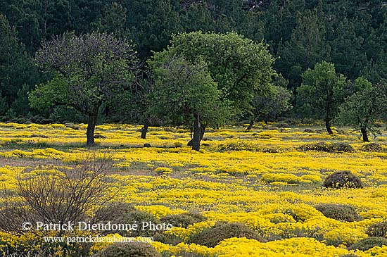 Greece, Lesvos: Trees and flowers - Lesbos: arbres et fleurs  11414