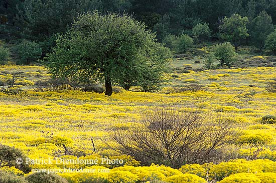 Greece, Lesvos: Trees and flowers - Lesbos: arbres et fleurs  11416