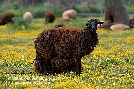 Greece, Lesvos: Sheep in fields - Lesbos: moutons  11423