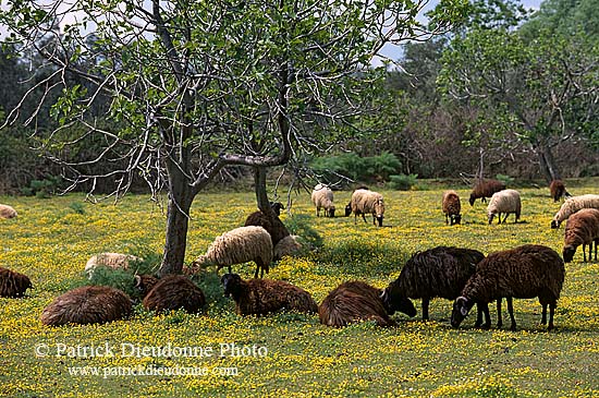 Greece, Lesvos: Sheep in fields - Lesbos: moutons  11424