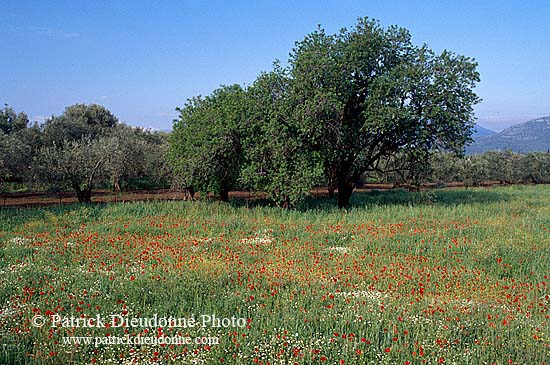 Greece, Lesvos: Trees and flowers - Lesbos: arbres et fleurs  11