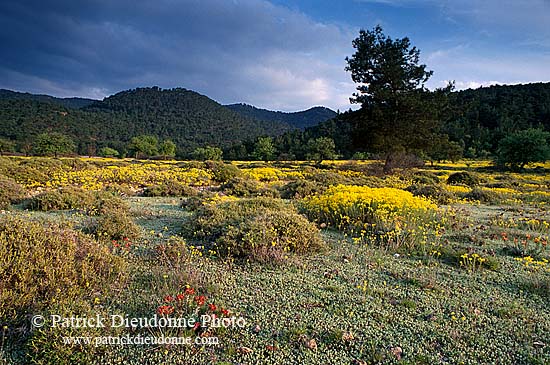 Greece, Lesvos: Trees and flowers - Lesbos: arbres et fleurs  11435