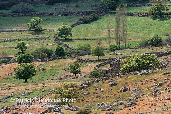 Greece, Lesvos: Fields and walls - Lesbos: champs et murs 11442