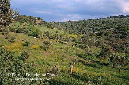 Greece, Lesvos: olive trees - Lesbos: oliviers 11445