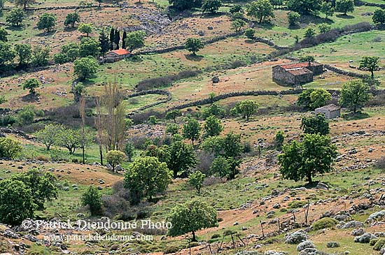 Greece, Lesvos: Fields and walls - Lesbos: champs et murs 11444