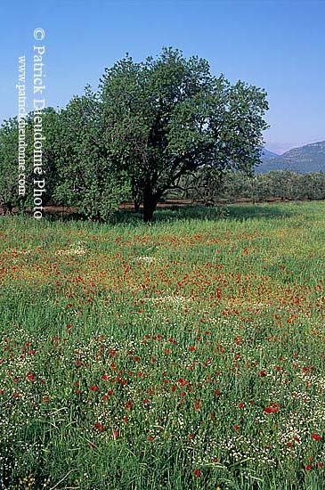 Greece, Lesvos: Trees and flowers - Lesbos: arbres et fleurs  11430