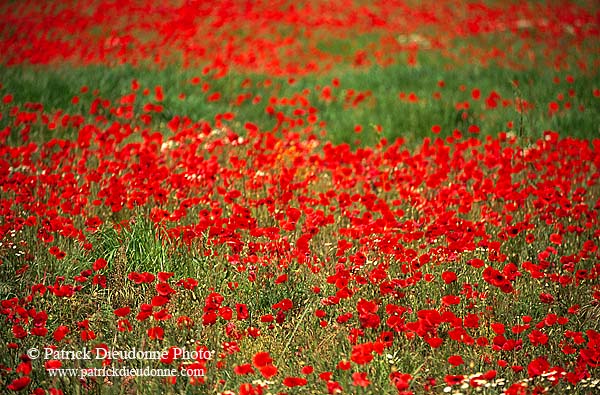 Tuscany, poppy field - Toscane, coquelicots 12122