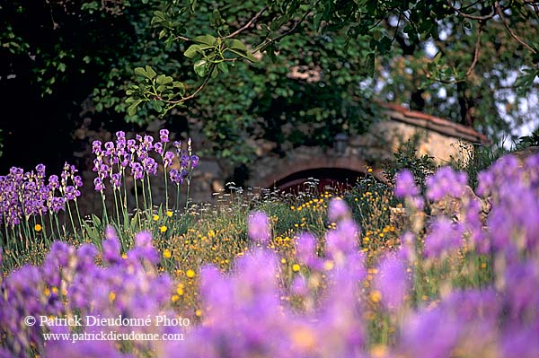 Tuscany, house and flowers - Toscane, maison et fleurs 12125