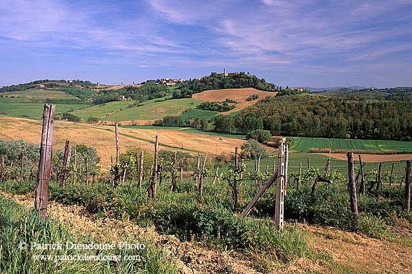 Tuscany, Chianti, vineyards - Toscane, Chianti, vignes  12142