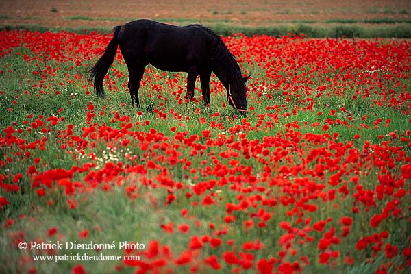 Tuscany, black horse & poppies - Toscane, cheval & coquelicots 12120
