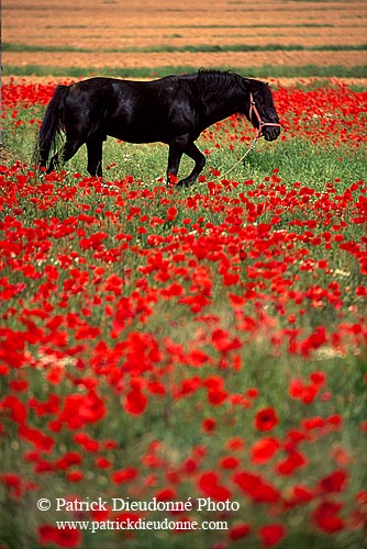 Tuscany, black horse & poppies - Toscane, cheval & coquelicots 12119