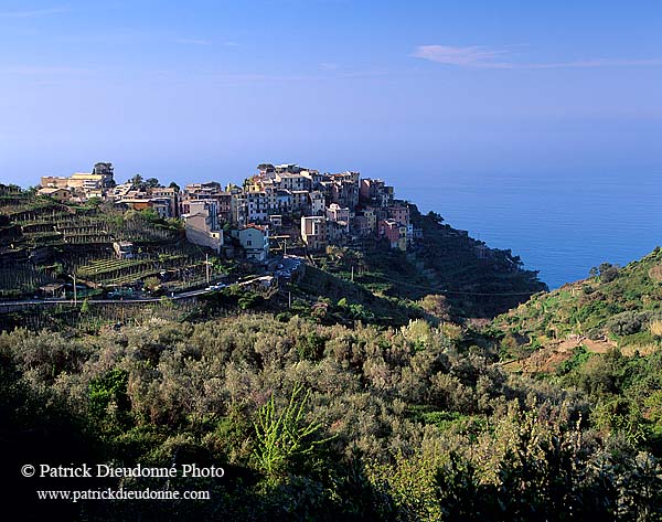 Liguria - Ligurie, Cinque Terre: Corniglia, village de Corniglia 12176