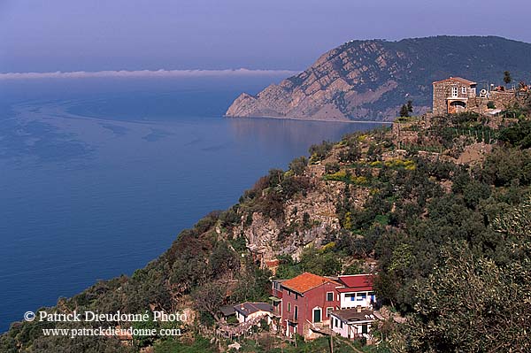 Liguria - Ligurie, Cinque Terre: coast & terraces - Côte  12192