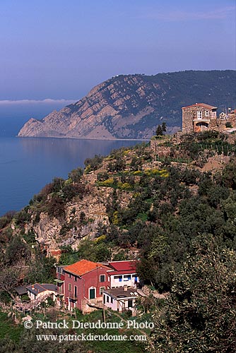 Liguria - Ligurie, Cinque Terre: coast & terraces - Côte  12211