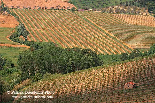 Tuscany, vineyard near San Gimignano - Toscane, vignes  12379