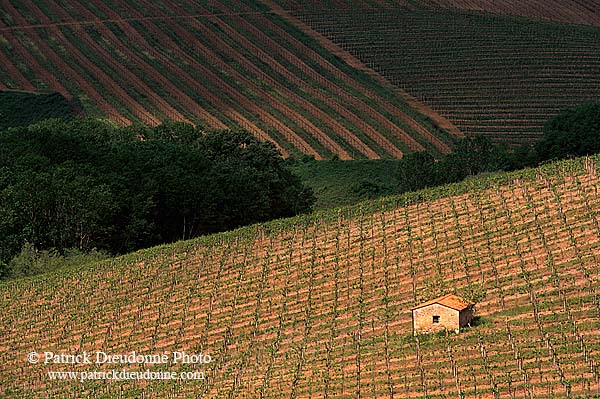 Tuscany, vineyard near San Gimignano - Toscane, vignes  12380