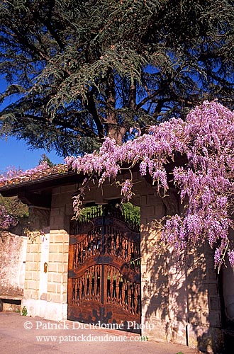 Tuscany, near Pisa - Toscane, près de Pise   12515