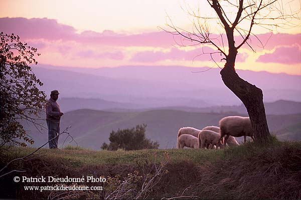 Tuscany, Volterra, shepherd at dusk  - Toscane, berger  12770