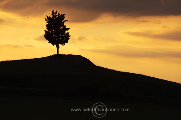 Cypress tree, Tuscany - Toscane it01004