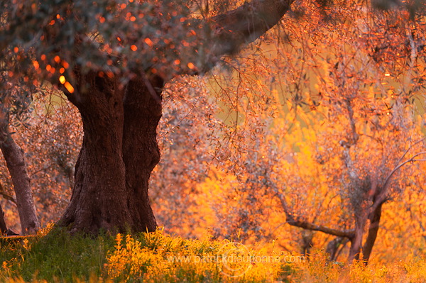 Olive trees, Tuscany - Oliviers, Toscane it01010