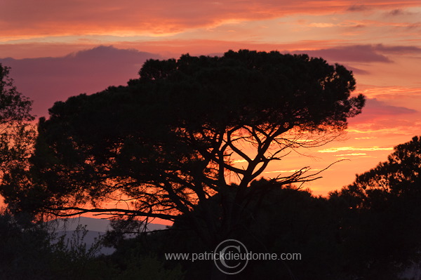 Pine trees, sunset, Tuscany - Pins parasol, Toscane -  it01011