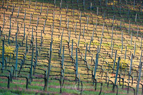 Vineyards, Tuscany - Vignes, Toscane - it01025